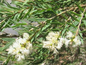 Melaleuca_linariifolia